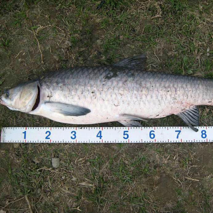 小黑大物垂钓园