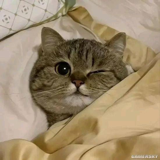 动物运动会(有台)