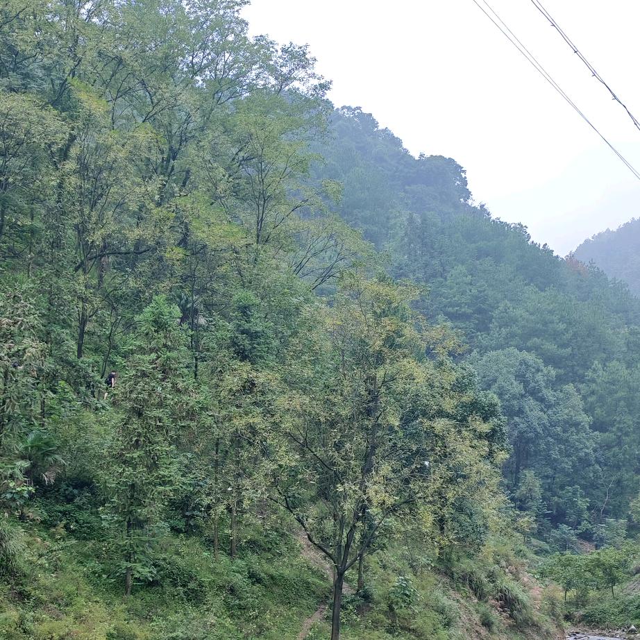 小海椒