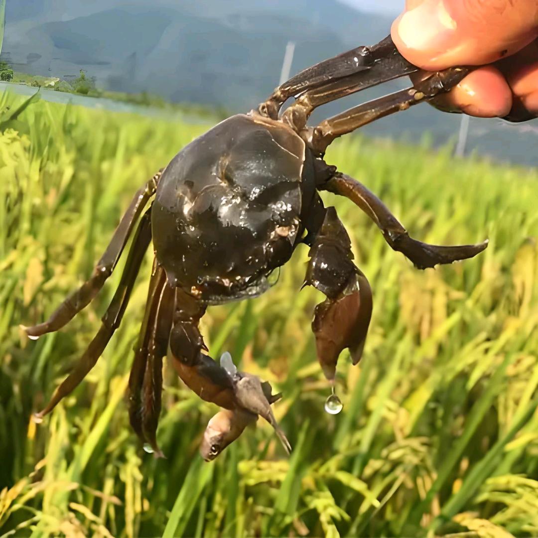 盘锦河蟹批发零售