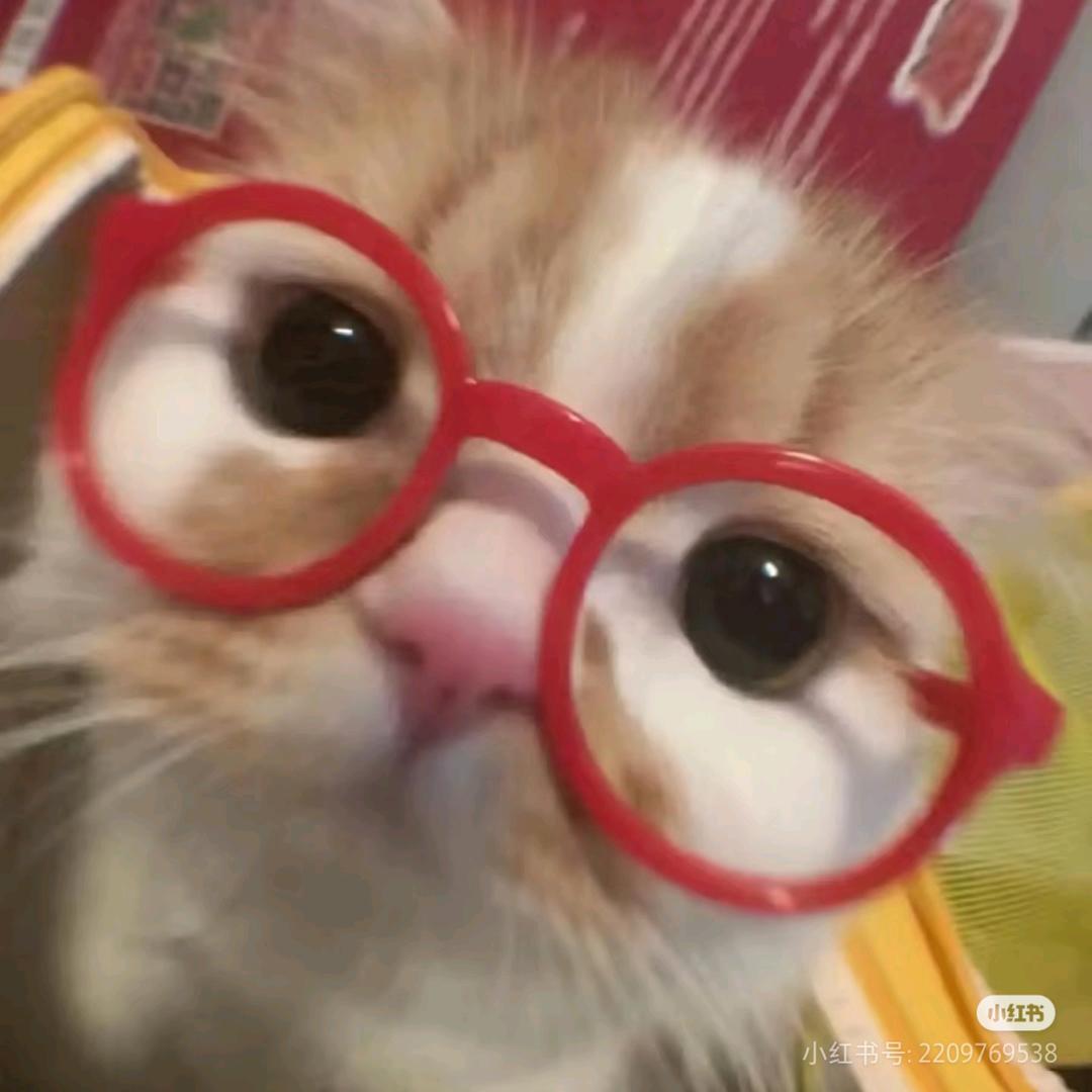 泥没有理猫