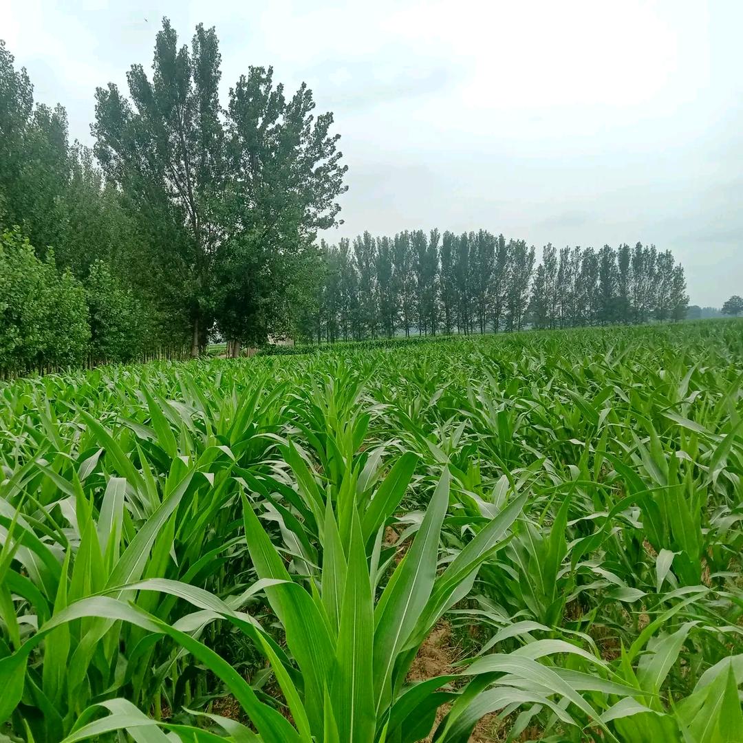 村里的【院长】