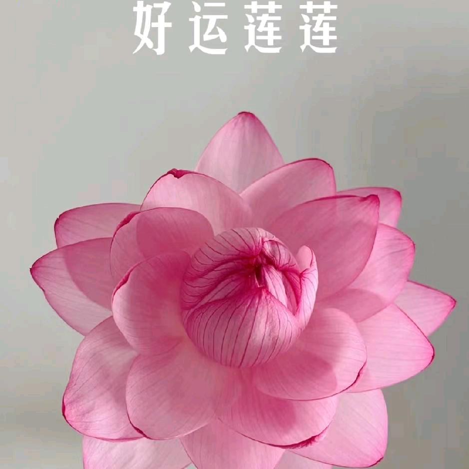 岁月静好✨