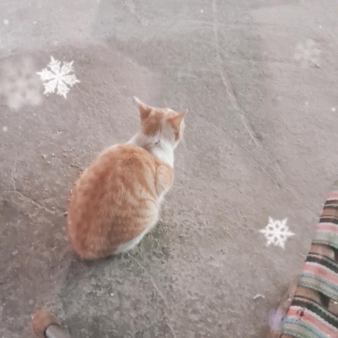 小桥爱