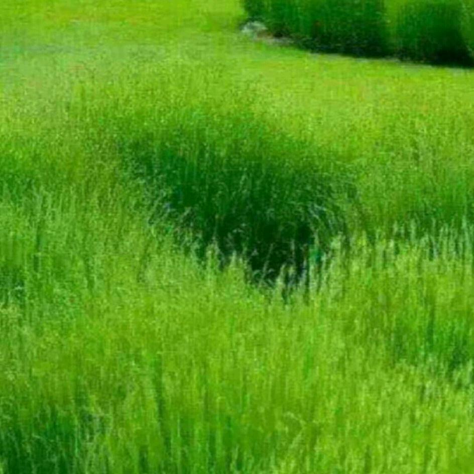 茉莉红藏8