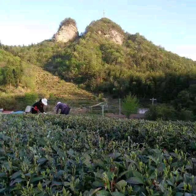 金寨县抱儿山茶场