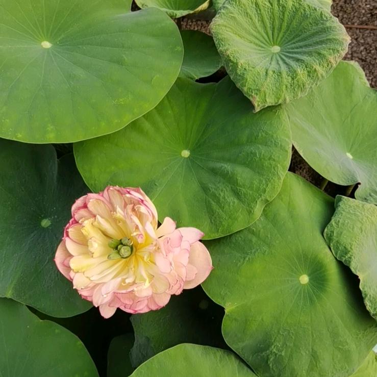 如果爱，请深爱