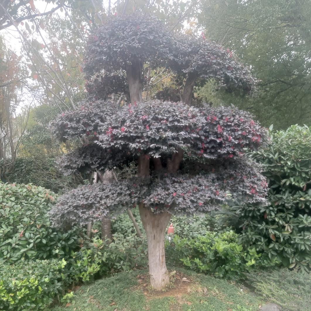 春光明媚