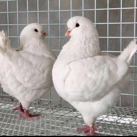 小庆观赏鸽免费代购