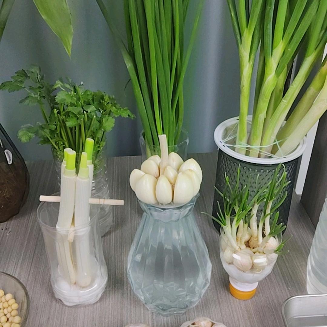 水培蔬菜小助理