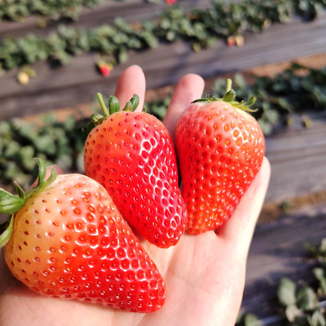 莯妍草莓亲子采摘