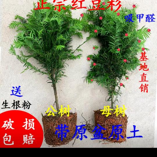 情深似海