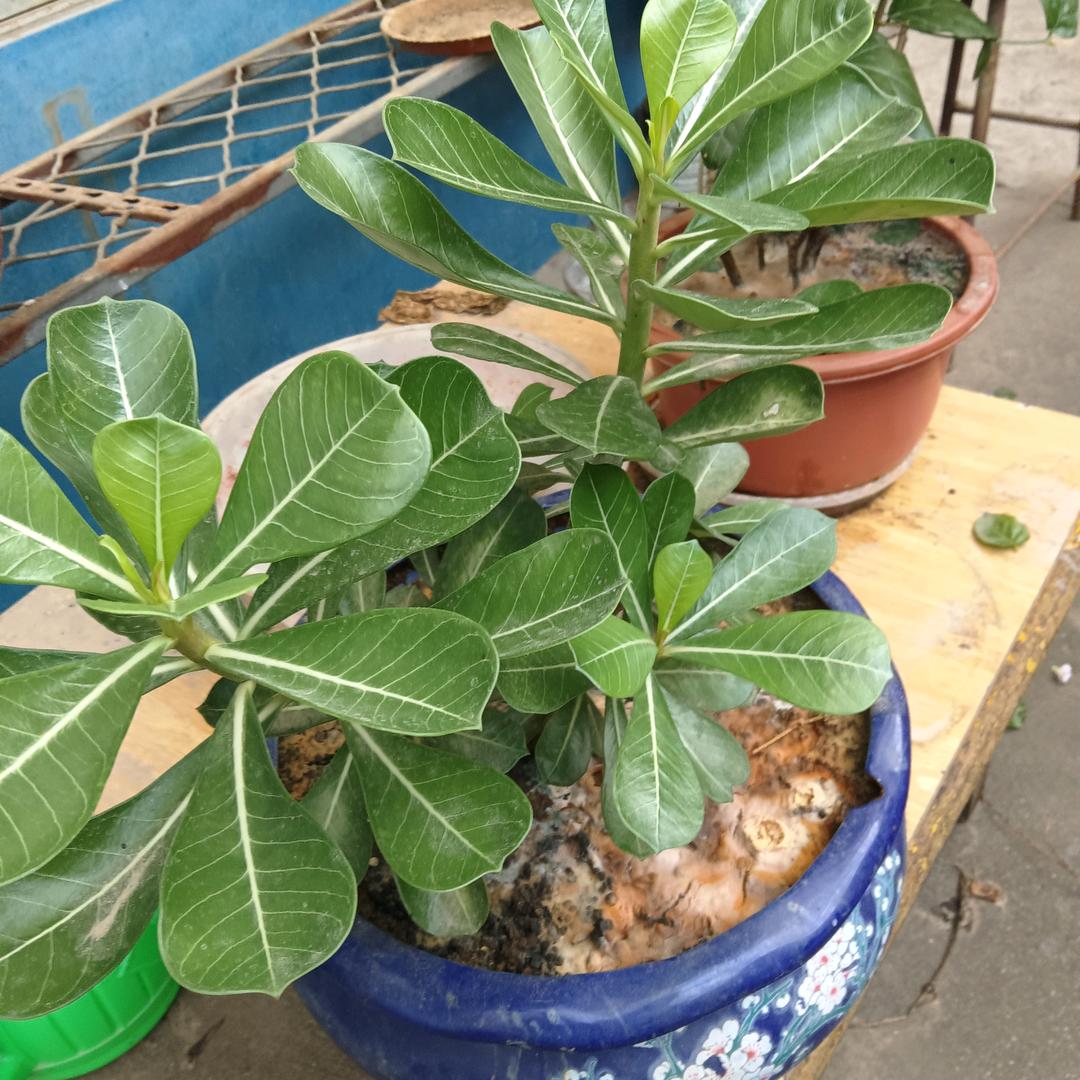 生来奋斗