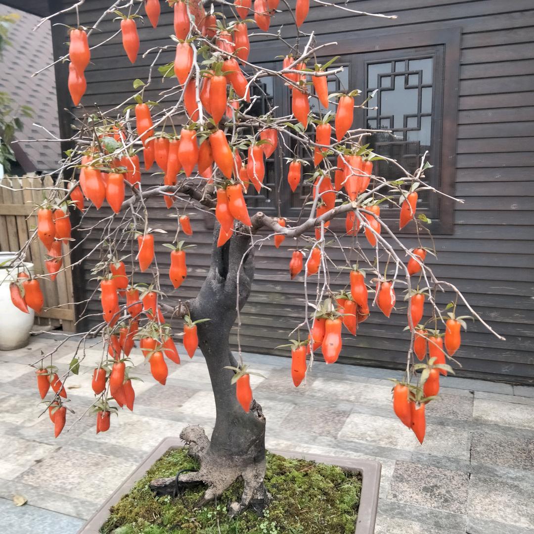 天天快乐