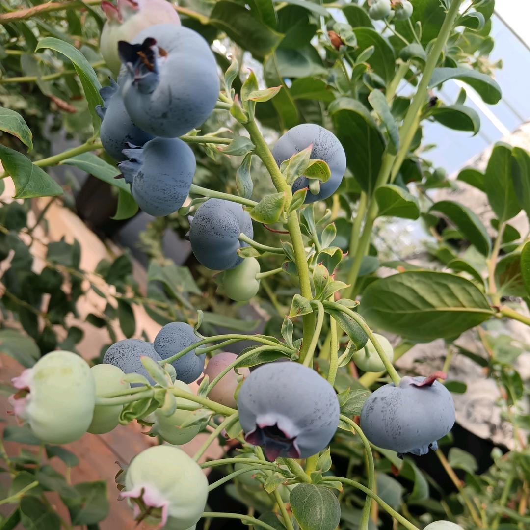 鼎瑞劳务有限公司