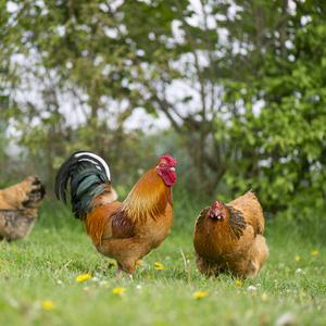 苏天赐 阿热龙杰