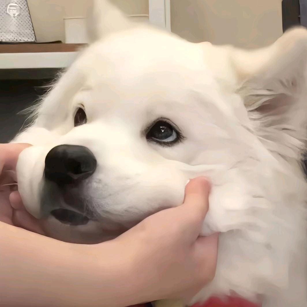 龙龙啊