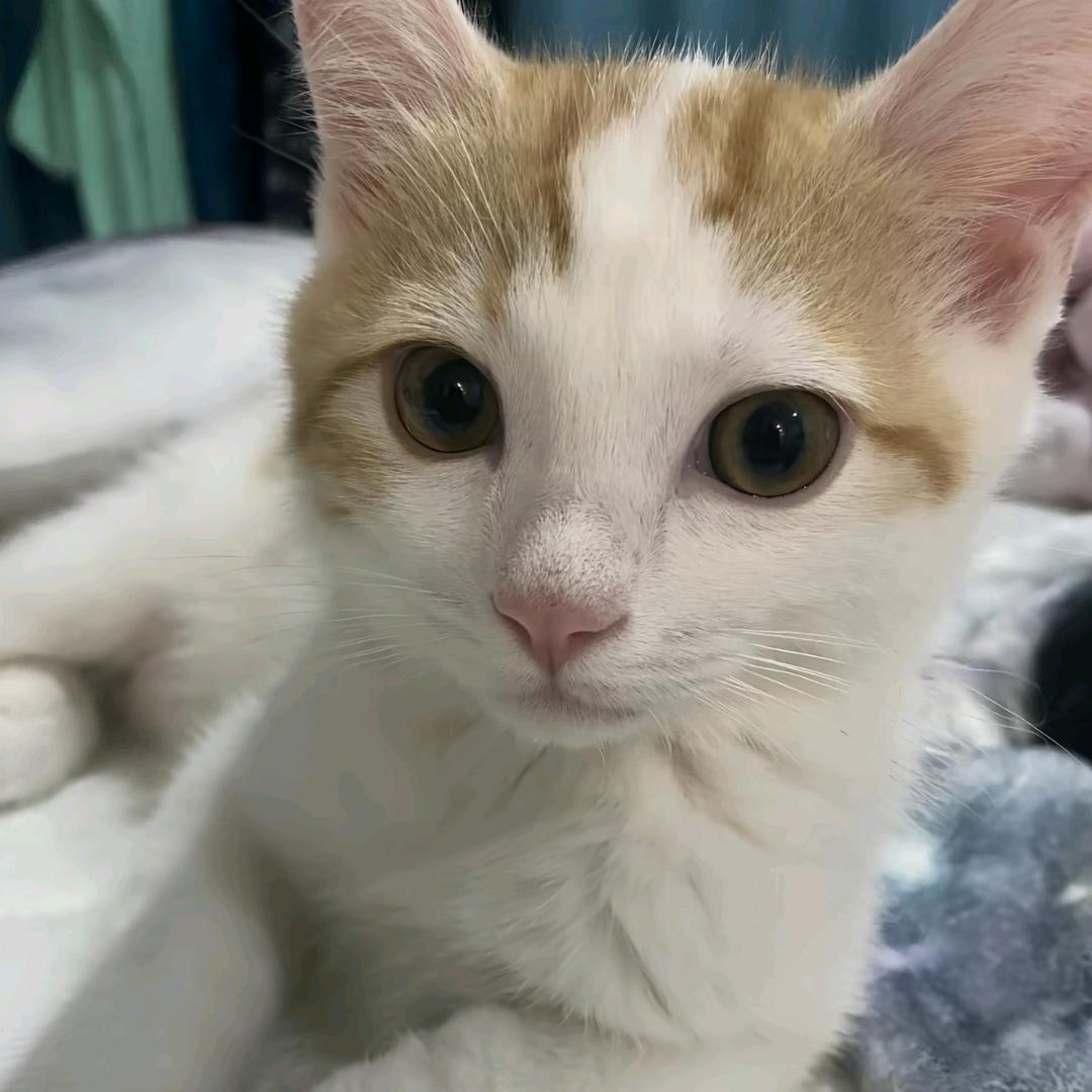卷猫