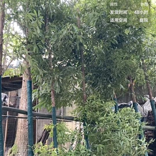 崇州金丝楠木基地