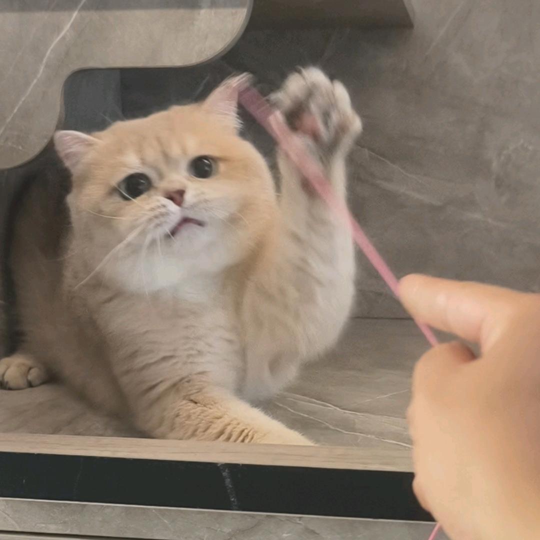 山西猫屋（视频号）