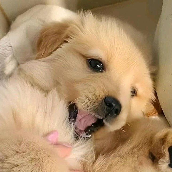 虎派仓派来回横跳