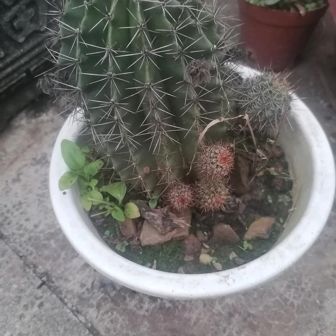 进错家门，等于掉进地狱。