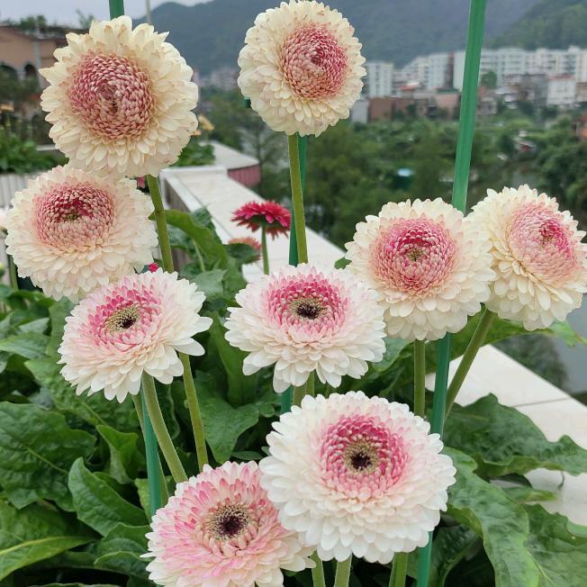 🍓☘️维生素🍓🍀