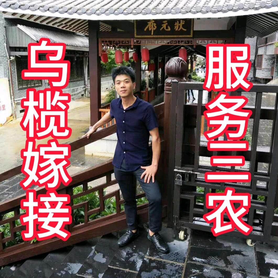 新宝阿虫%嫁接榄农%乌榄原产地