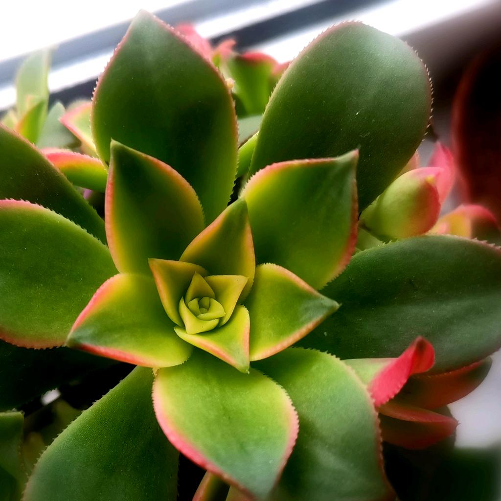 辉