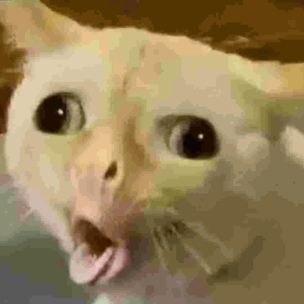 呕吐猫