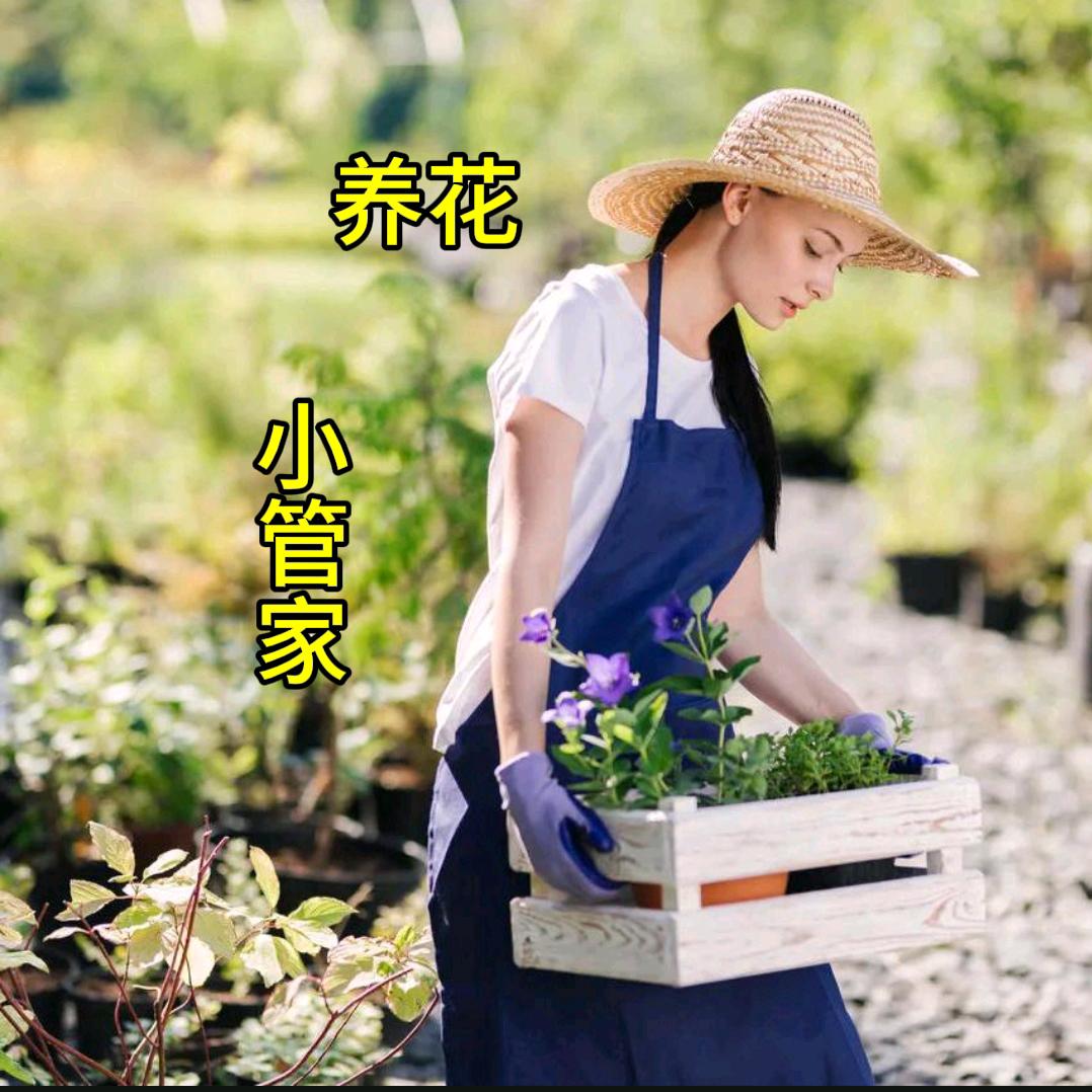 养花.小管家🍀
