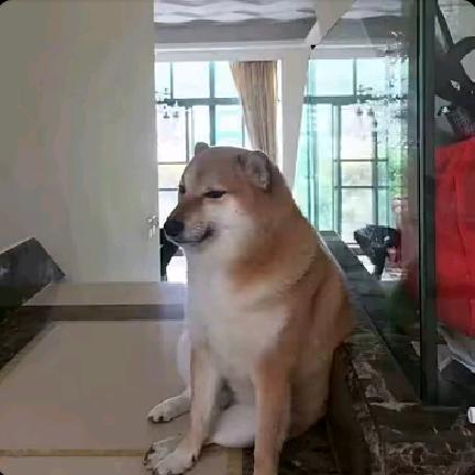 起风看花落