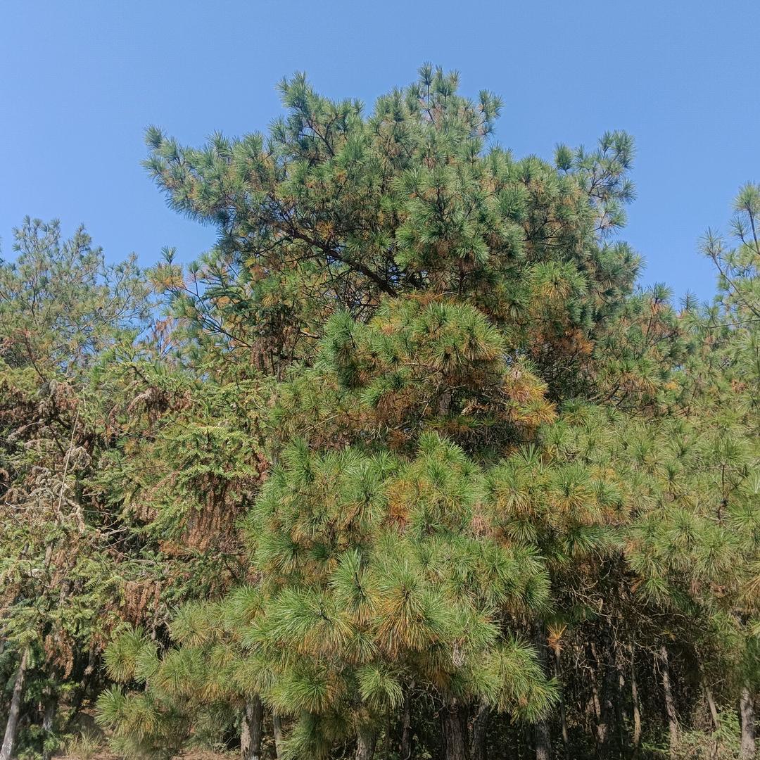 梅好