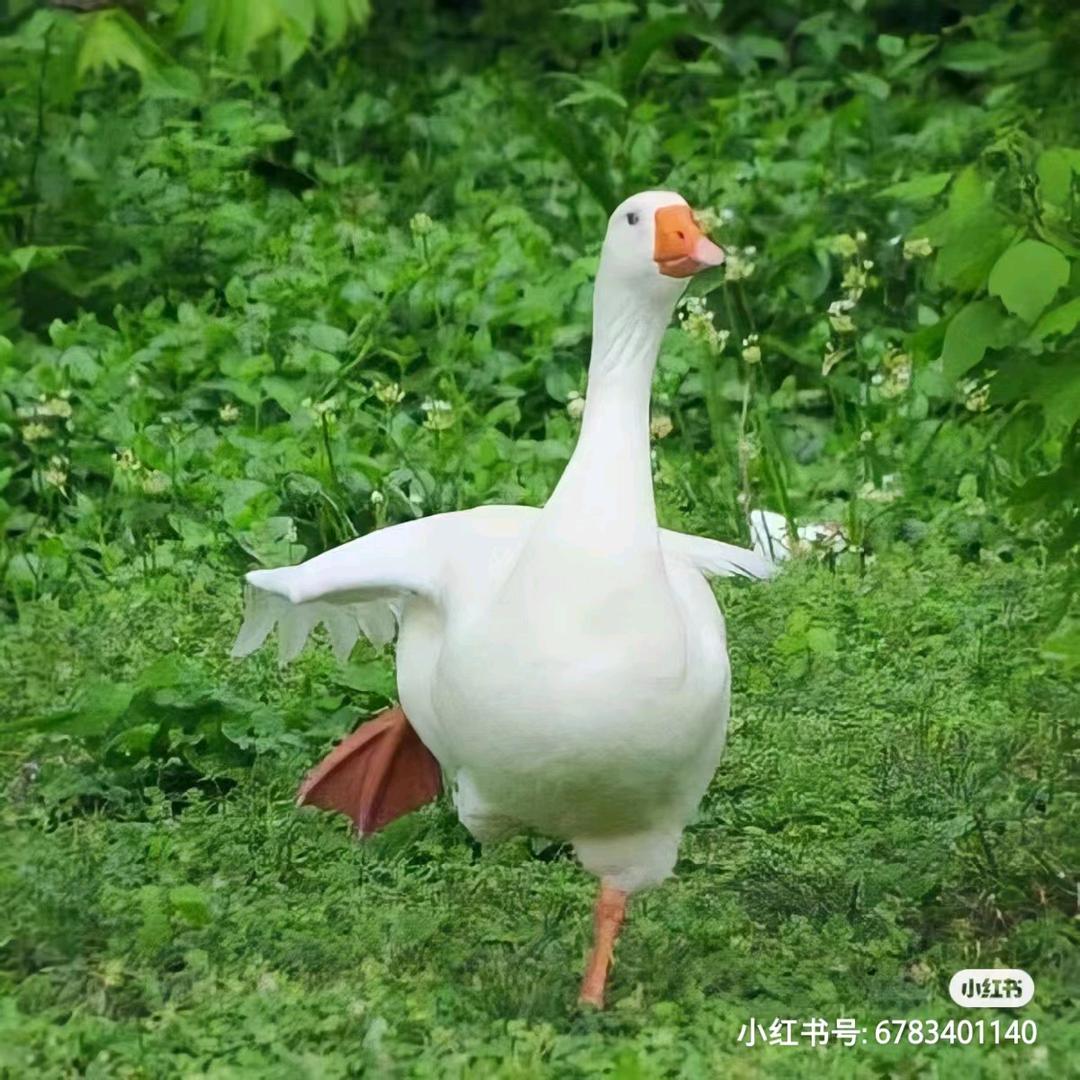 九妹