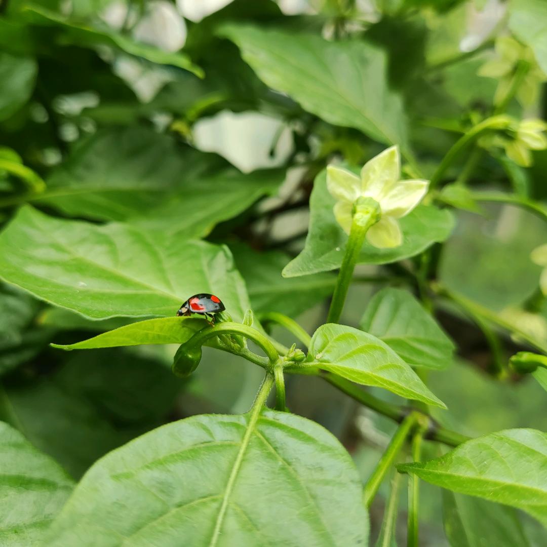 呆呆的花园厨房