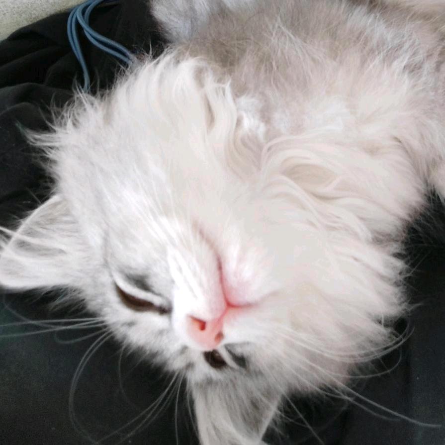 思念金牌瞎叫（见过贾永坤版