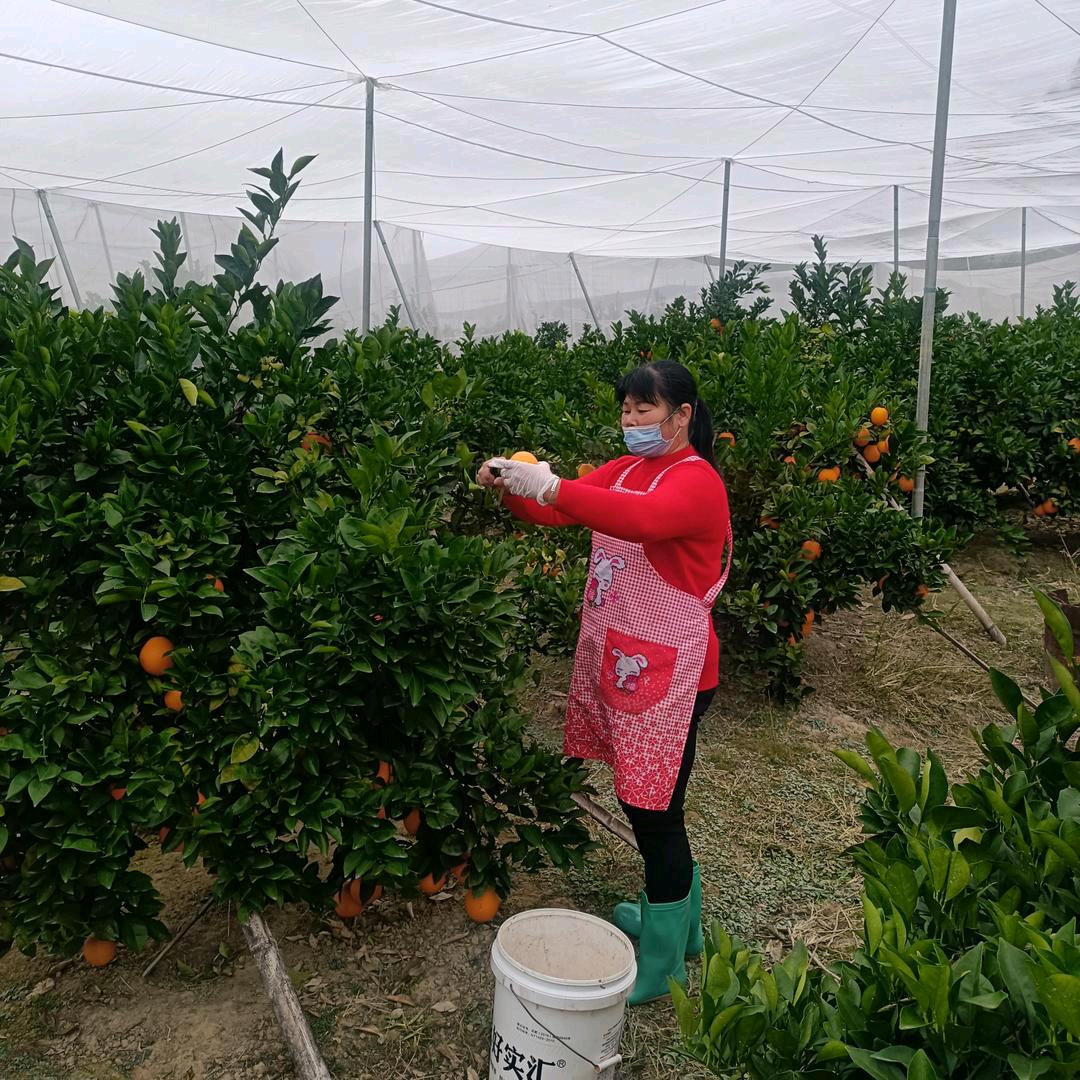 柔情似水，刘姐，