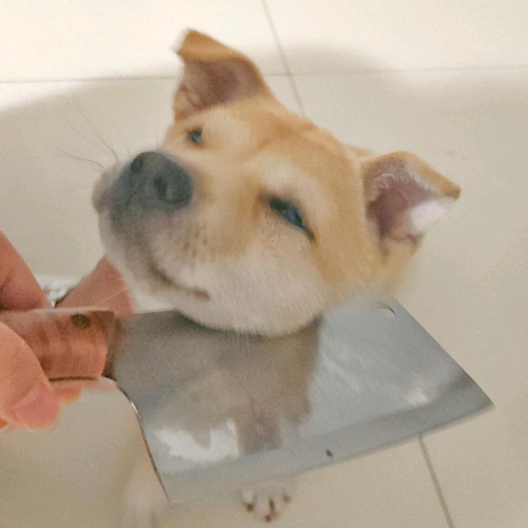 可乐啤