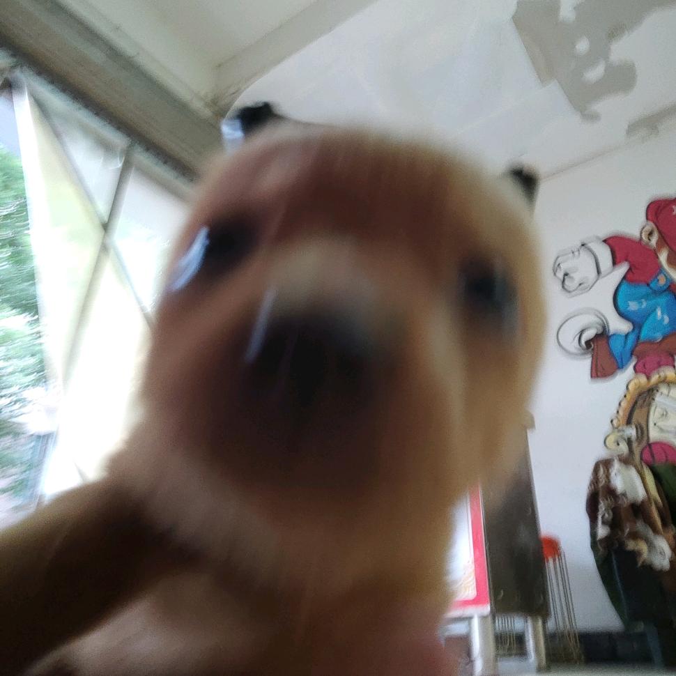 梦想
