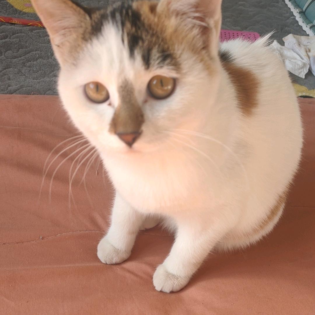 二朝