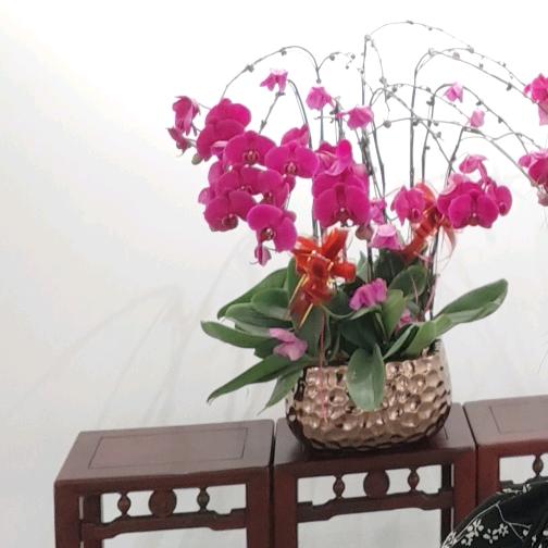 西瓜小铁