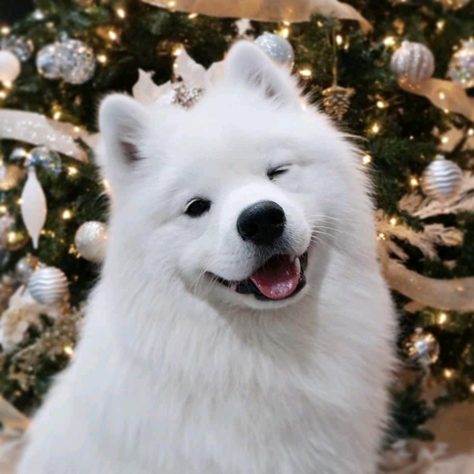 ✿皮卡丘多多✨