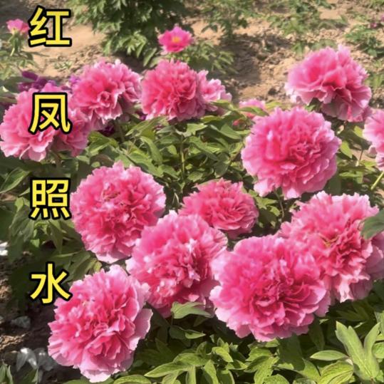 一利得福
