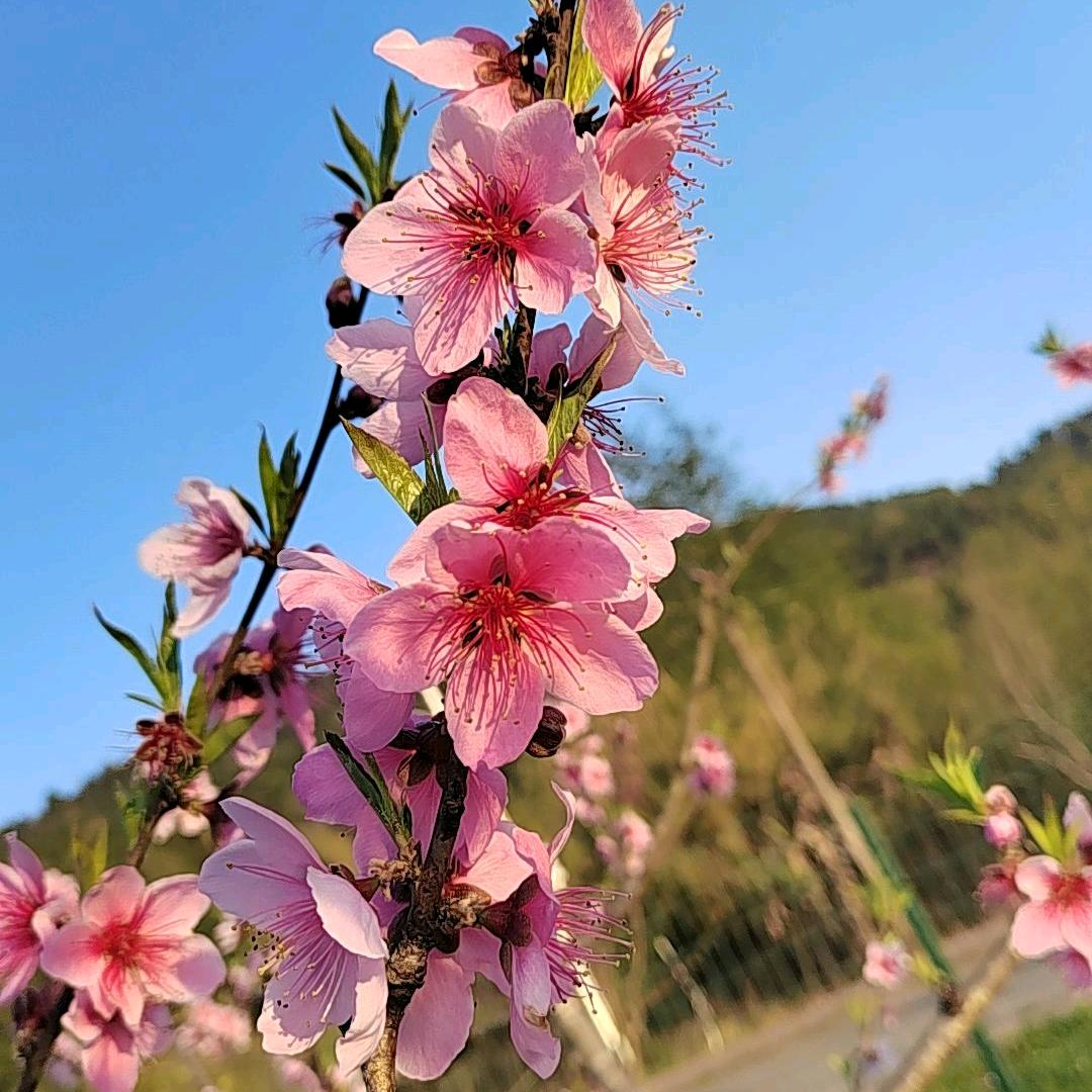 阿容