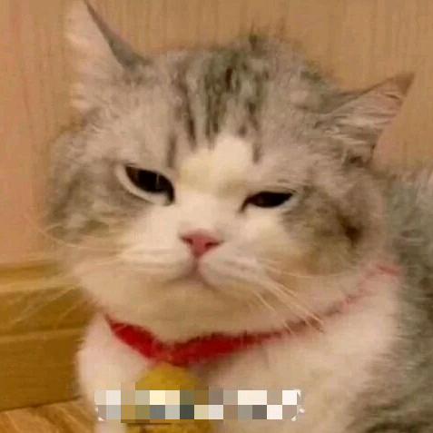 猫咪456(美鸥早7:30首播)助力号