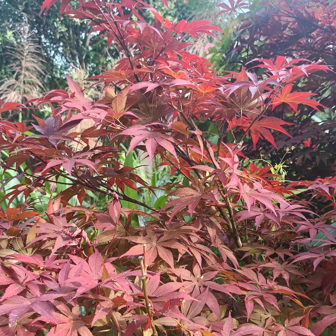 美好的生活