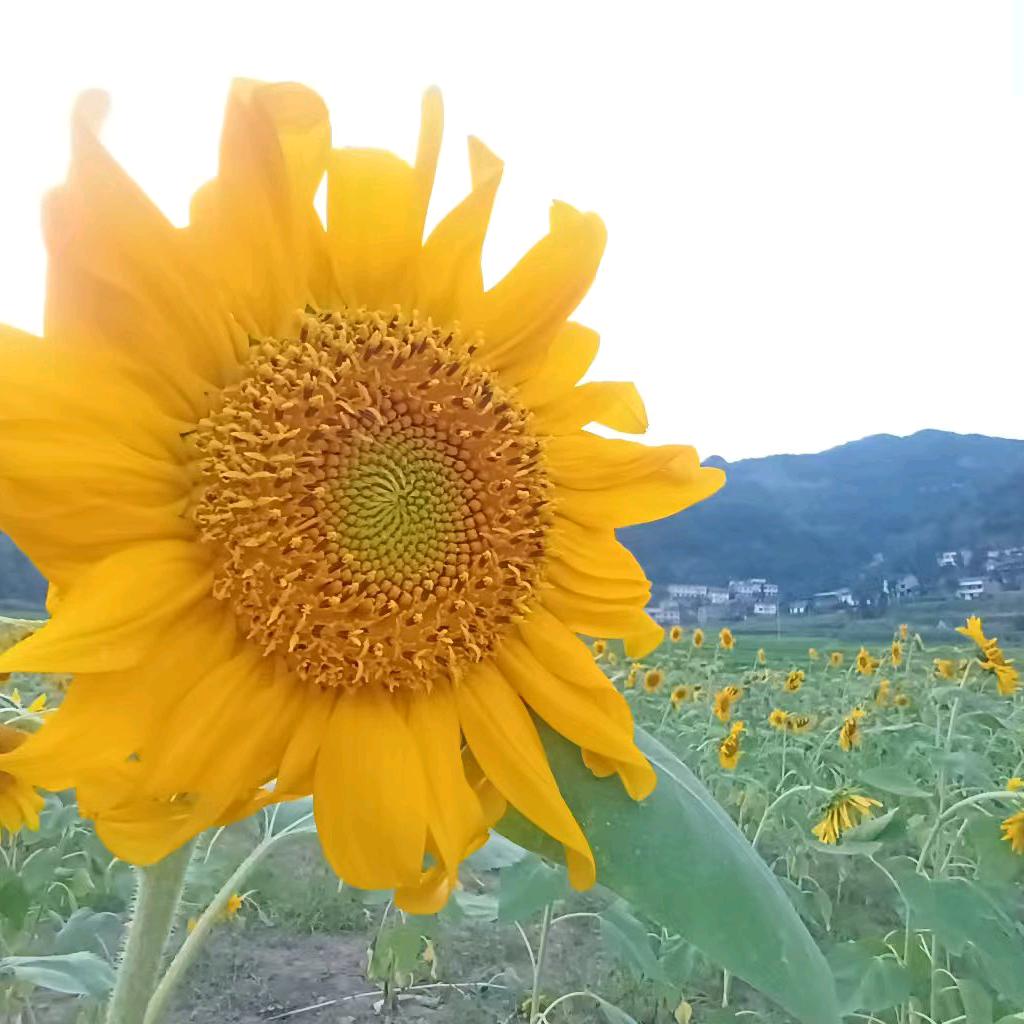张必伟