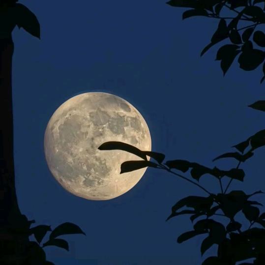 💥傲翔牧汉💥