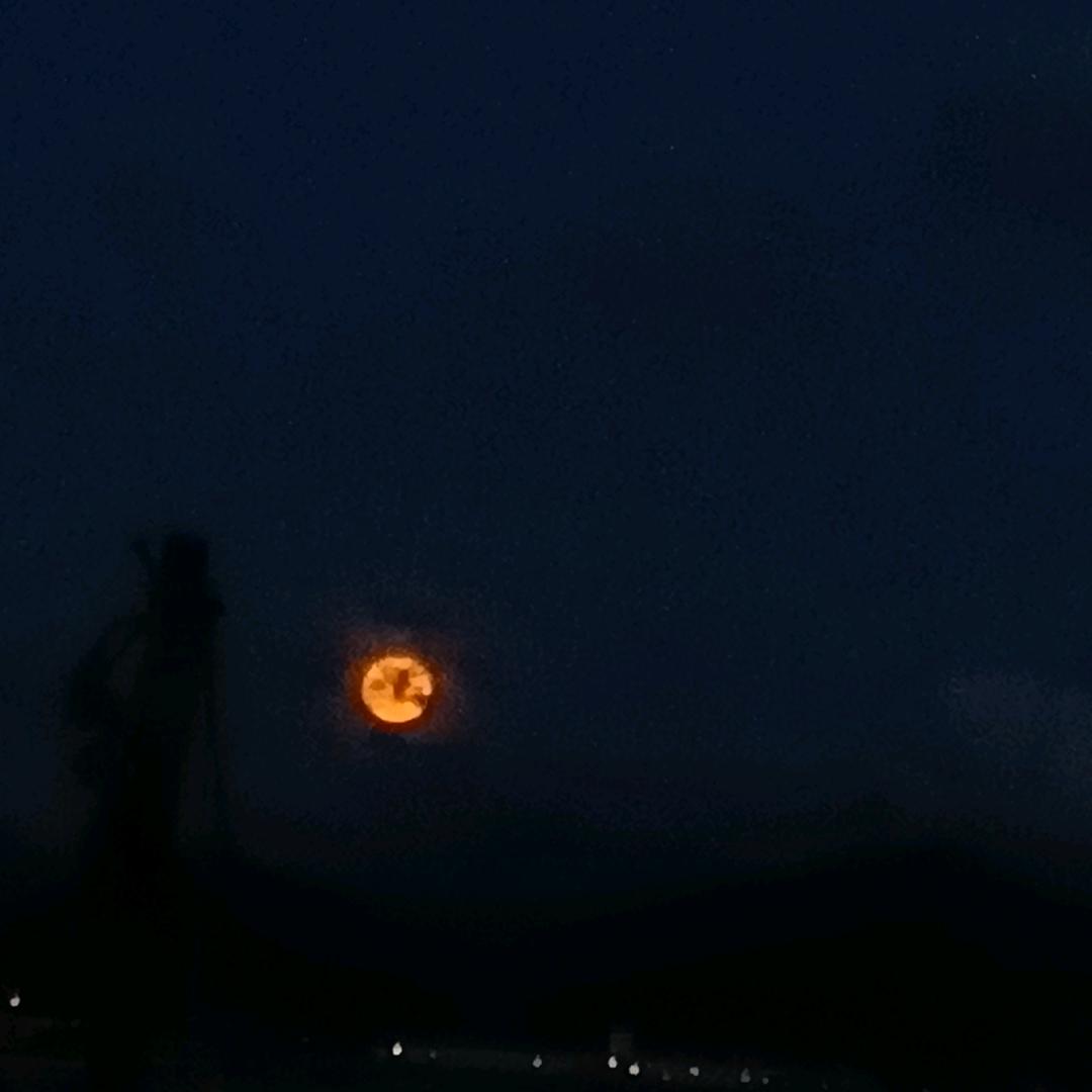 莓莓小柿子