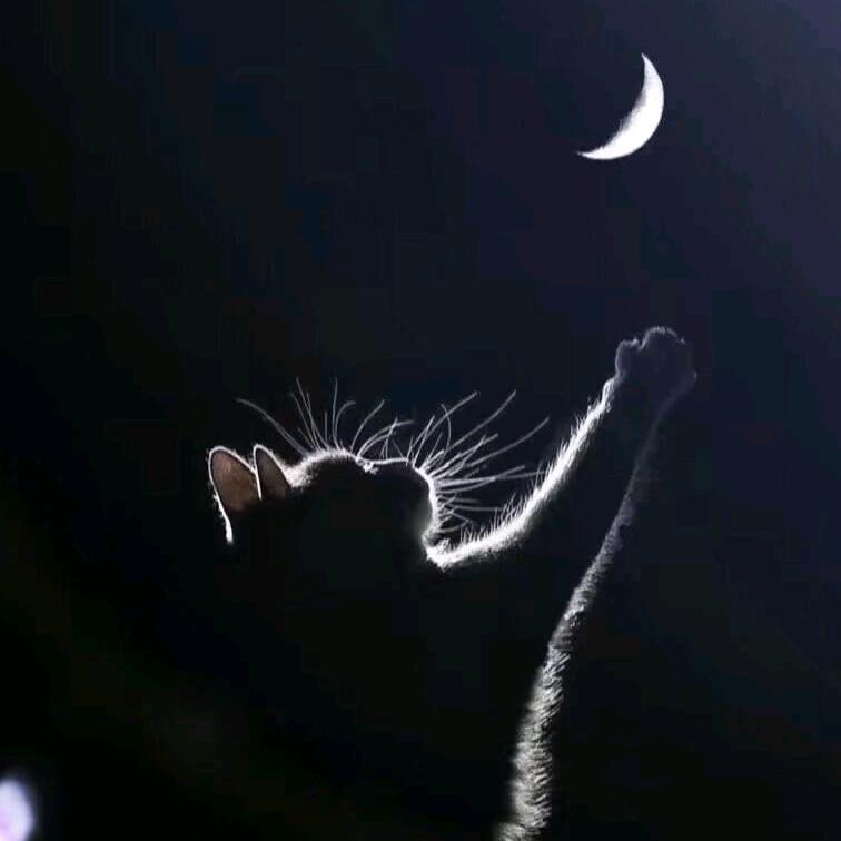 犴🌊 𓈒𓂂 🐚 ⭒˚ 🐋